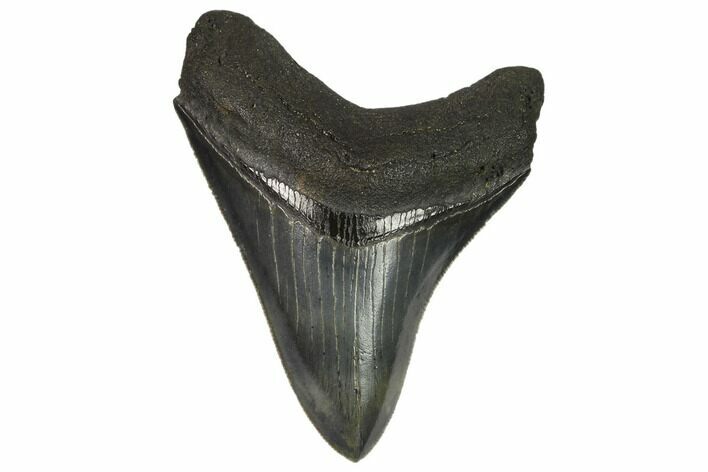 Serrated, Fossil Megalodon Tooth - Collector Quality #124554